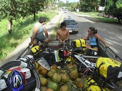 Kokosnuss-Transport - Costa Rica